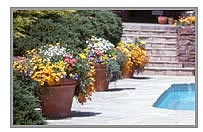 colorful pots by the pool