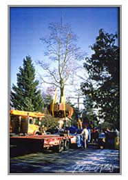  big tree transport