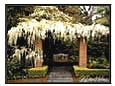 Arbor covered with blooming Wisteria