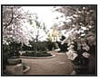 Entry way between blossom cherrys